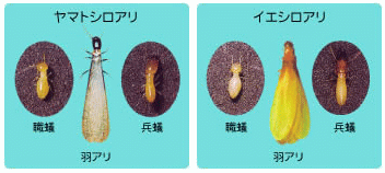 ヤマトシロアリとイエシロアリの画像